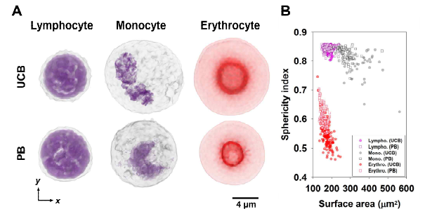 전체 혈구 세포의 형태학적 특징 분석. (A) 3D 이미지. (B) 형태학적 특성 분석