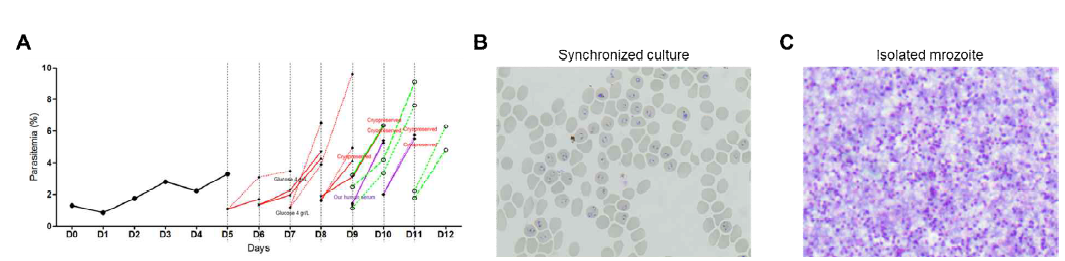 (A) 배양 말라리아의 혈중기생충농도(parasitaemia) 계산, (B) 말라리아 열원충 성장 단계 동기화(ring stage), (C) 순수 분리된 배양 말라리아의 분열소체