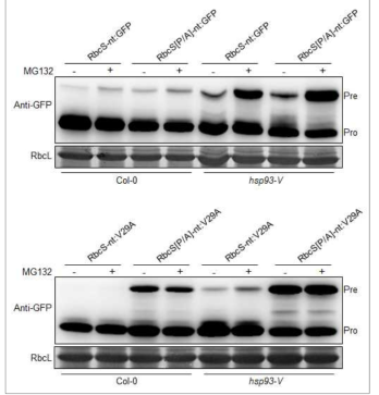 Aggregation-prone reporter인 GFP[V29A] variant를 이용한 엽록체 단백질의 이동 및 품질관리 기작