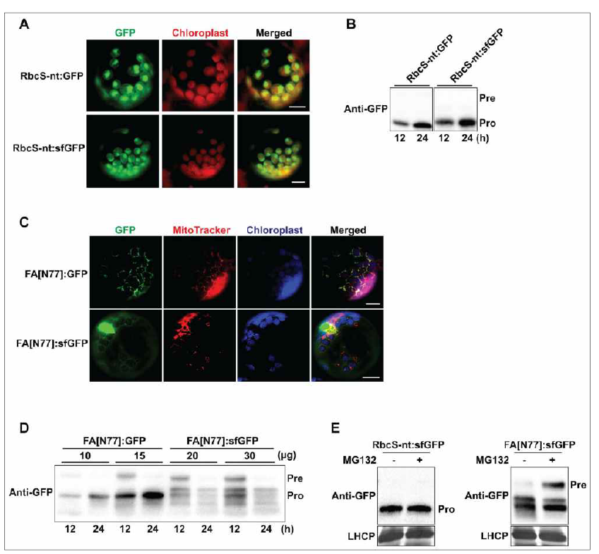 GFP folding capacity가 엽록체 및 미토콘드리아 단백질 수송효율에 미치는 영향