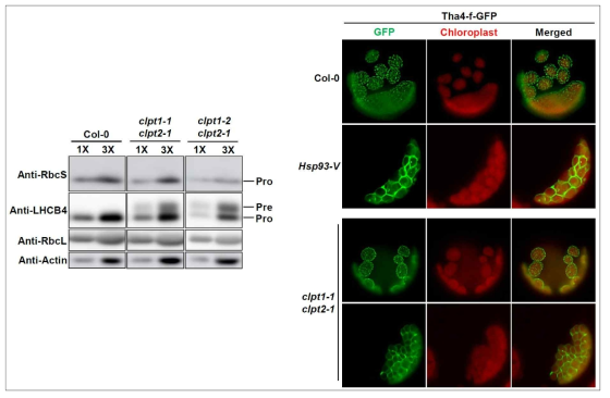 ClpT에 의한 엽록체 단백질 수송 기작 규명