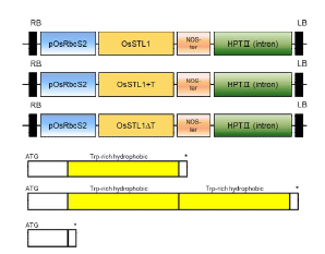 제작된 OsSTL1의 T지역 변이 RbcS 프로모터 과발현체 정보.