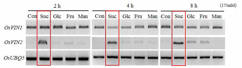 벼 잎의 당처리에 반응하는 자당분해효소의 발현양상. Suc, 자당; Fru, 과당; Glc, 포 다당, Man, 만니톨(대조구)