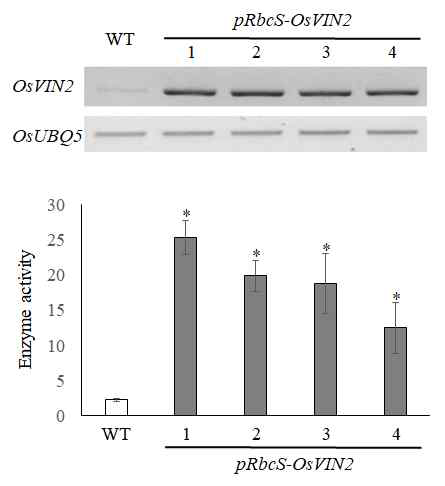 pRbcS-OsVIN2 벼 분석. (위) RT-PCR 분석. (아 래) vacuolar invertase 효소 활성 측정 결과