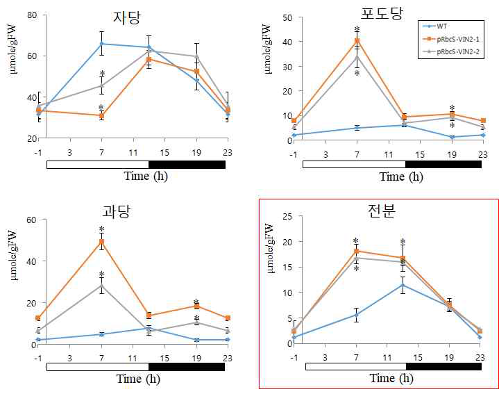 벼 잎에서 당 및 전분함량 변화. 낮(흰색 막대)과 밤(검정색 막 대) 동안에 4번 잎을 수집하여 분 석함. 붉은색, pRbcS-OsVIN2-1; 회 색, pRbcS-OsVIN2-2. 청색, 야생형.
