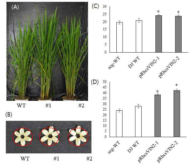 pRbcS-OsVIN2 벼의 생장 및 수확량 분석. (A) 논 에서 자란 성체의 생장 표현형(화분으로 옮겨 사진 촬영 함). (B) 종자 크기. WT, 야생형; #1, pRbcS-OsVIN2-1; pRbcS-OsVIN2-2. (C) 1,000립중. (D) 전체 수확량