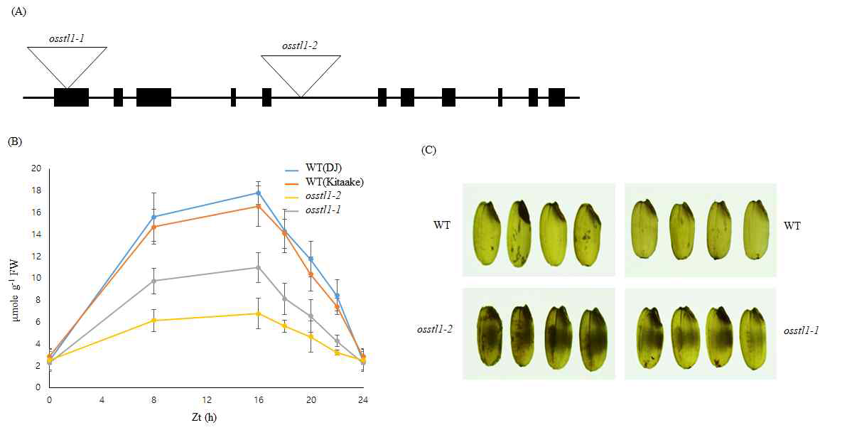 OsSTL1 유전자 돌연변이 분석. (A) 유전자 구조와 T-DNA 삽 입위치. 검정 사각형, 엑손; 선, 인트론. (B) 6주된 벼 ostl1 돌연변이 잎 의 하루 동안의 전분 함량분석. (C) 종자 표현형.