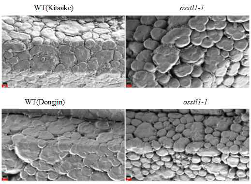벼 osstl1 돌연변이 종자의 전분의 SEM 관찰결과