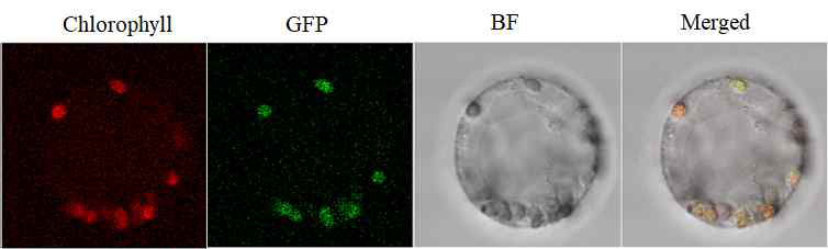 35S promoter-OsSTL1-GFP 벡터의 발현. GFP 신호 는 엽록소의 형광과 일치함.