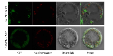 35S promoter:OsGPT2-2-GFP, 35S promoter:OsGPT2-3-GFP 벡터의 발현. GFP 녹색형광 신호는 엽록체의 자체 형광(붉은색)을 둘러싸고 있음.