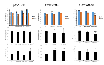 pRbcS:AGPL1, pRbcS:AGPL3, pRbcS:WRKYS1의 생장표현형.
