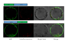 35S promoter:OsAGPL1-GFP, 35S promoter:OsAGPL3-GFP 벡터의 발현. 세포질에 위치하는 것으로 확인됨.