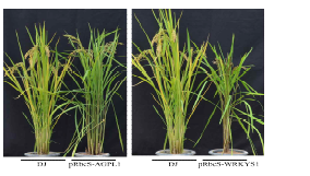 pRbcS:AGPL1과 pRbcS:WRKYS1 의 생장표현형.