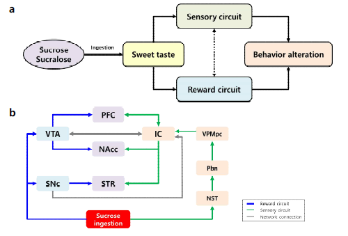 Mechanisms induced by excessive sucrose intake in the neural network (hypothesis) a, Alternations of neural circuit induced by excessive sucrose intake; b, Network connection in the brain regions affected by excessive sucrose intake PFC, prefrontal cortex; VTA, ventral tegmental area; SNc, substantia nigra pars compacta; NAcc,nucleus accumbens ; IC, inferior colliculus; VMPpc, ventroposterior medial nucleus; Pbn, parabrachial nucleus; NST, nucleus tractus solitarius. Modified from Gehrlach et al., 2020, eLife (14) and Ohla et al., 2019, Chem Senses (15)