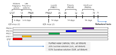 Experimental schedule of excessive sucrose (SUC) or sucralose (SUR) intake animal model Each color bars indicate the period of time sucrose (20%) or sucralose (0.5%) was provided. Gestational day, GTD; Postnatal day, PND