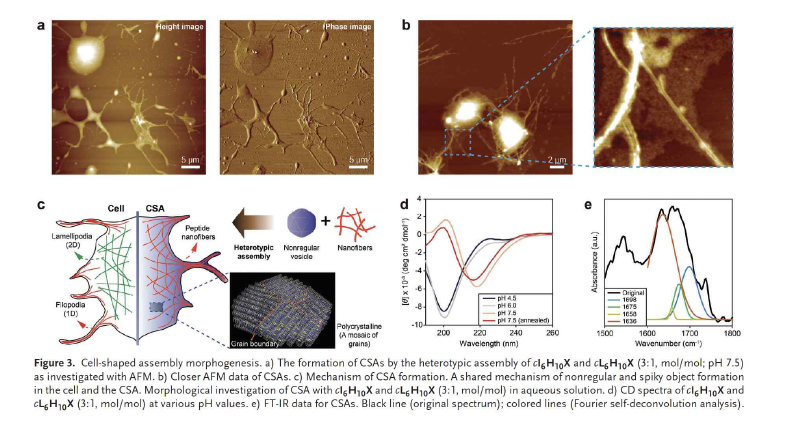 Self-assembly를 통한 cell-shaped assembly (CSA)의 형성 및 메커니즘 분석.