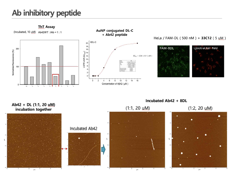 DL-peptide의 singular assembly 분석 및 이를 이용한 Abeta 단백질 중간응집체 저 해제 개발.