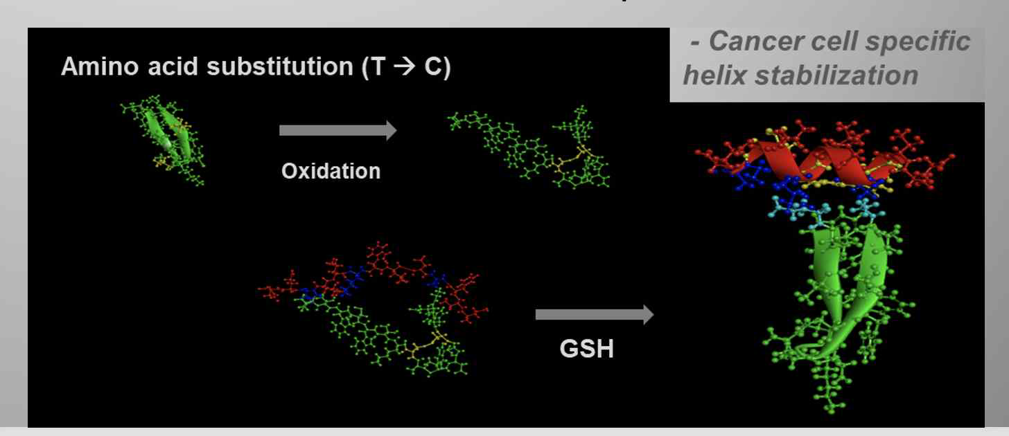 세포 내 glutathione 농도 변화에 감응하는 pseudo-cyclic peptide의 개발