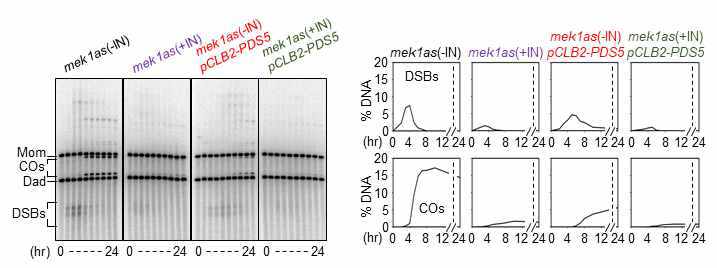 mek1as, pCLB2-PDS5 mek1as 균주에서 억제제의 유무에 따른 DSB와 CO