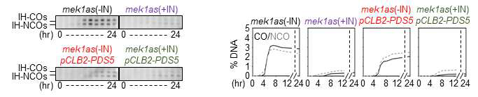 mek1as, pCLB2-PDS5 mek1as 균주에서 교차형성