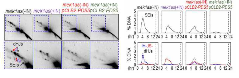 mek1as, pCLB2-PDS5 mek1as 균주에서의 억제제의 유무에 따른 SEIs and dHJs