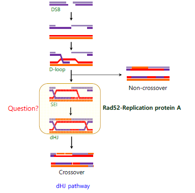 본 과제를 통해 제안된 유전자 교차와 재배열 과정에서의 Rad52-RPA의 기능 연구