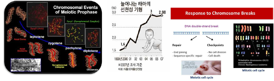 Chromosome break 수선 과정과 의미