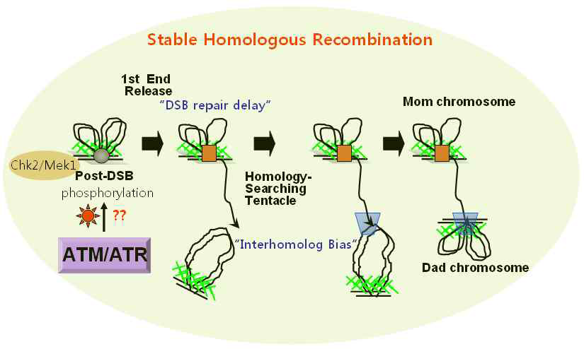 DSB 수선을 위한 상동재조합 과정