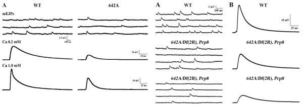 Prp8 Glu1006Lys mutation에 의한 시냅스 기능 변화 – mEJP & EJP로 확인되는 synaptic transmission 효율 저하