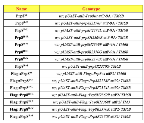 PRP8 C-terminal domain내 S2178, H2369, R2370, F2374 residue에 대한 돌연변이 기반 Overexpression 개체 (Stanković et al., 2020)