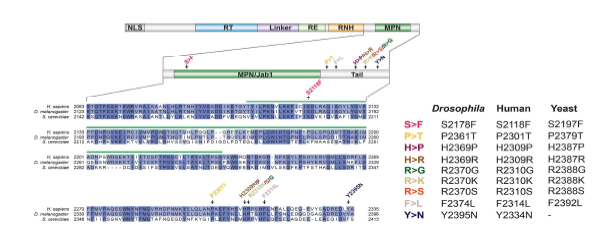 인간과 노랑초파리 PRP8의 MPN (JAB/PROCT) domain 내에서 확인된 RP13 질환 관련 돌연변이 아미노산 서열 비교