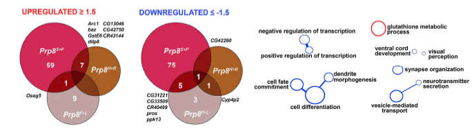 노랑초파리 PRP8 MPN (JAB/PROCT) domain 내 돌연변이가 유도된 개체의 유전자 발현량 변화 분석