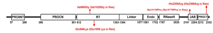 Targeted PRP8 mutation sites