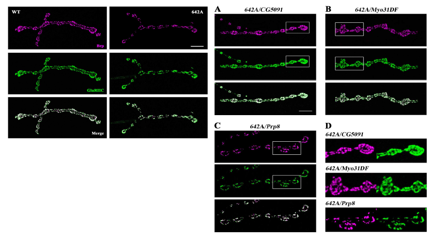 EMS-induced genetic mutation과 synaptic glutamate receptor clustering patterns 사이의 상관관계 비교분석 - Synaptic receptor clustering pattern 상의 변화와 Prp8, Myo31DF, CG5091 유전자 상 돌연변이 유무와의 상관관계 비교