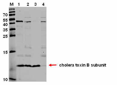 콜레라 독소 B 단백질 유전자의 발현 M: marker 1: Positive control 2: 고병원성 균주에 콜레라 독소 B 단백질만 발현 되게 한 균주의 배양액과 균체 3: 고병원성 균주에 콜레라독소 B 단백질만 발현 되게 한 균주의 배양액 분획 4: 고병원성 균주에 콜레라 독소 B 단백질만 발현하는 균주의 배양액을 제외한 균체