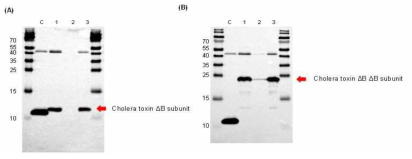 고병원성 콜레라 균주의 세포내 독소 B 발현 (A) 고병원성 콜레라 균주의 세포내 독소 B 단백질 유전자 발현 C: control 1: 고병원성 균주에 콜레라 독소 B 단백질만 발현 되게 한 균주의 배양액과 균체 2: 고병원성 균주에 콜레라 독소 B 단백질만 발현되게 한 균주의 배양액을 제외한 균체 3 : 고병원성 균주에 콜레라 독소 B 단백질만 발현 되게 한 균주의 배양액 분획 (B) 고병원성 콜레라 균주의 독소 B dimer 단백질 유전자 세포내 발현