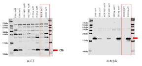 toxT 유전자의 139번 아미노산인 tyrosine을 phenylalanine으로 치환하였을 경우 ToxT 전사활성 인자의 활성이 증가하여 콜레라 독소와 TCP 발현이 증가함