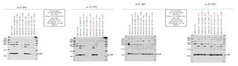 El Tor biotype 균주와 고병원성 균주의 배양환경에 따른 독소 생성량 변화. 30도 보다 37도에서 CT발현이 증가함