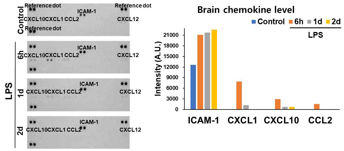 뇌염증 모델에서 단핵구 유입을 증가시키는 Chemoattractant 증가 확 인