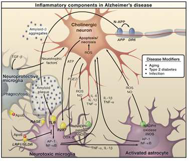 아밀로이드 베타가 소교 세포를 활성화한 후 신경 세포를 손상시키는 기전 (Glass, Christopher K., et al., Cell, 2010)