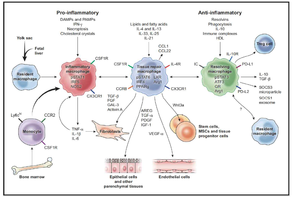 폐 조직 재생 및 섬유화 과정에서 대식세포의 역할.Immunity.Wynn et al.2016