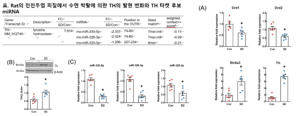 수면 박탈 동물 모델에서 조증관련 유전자 TH의 선별과 TH 조절 후보 miRNA의 선별