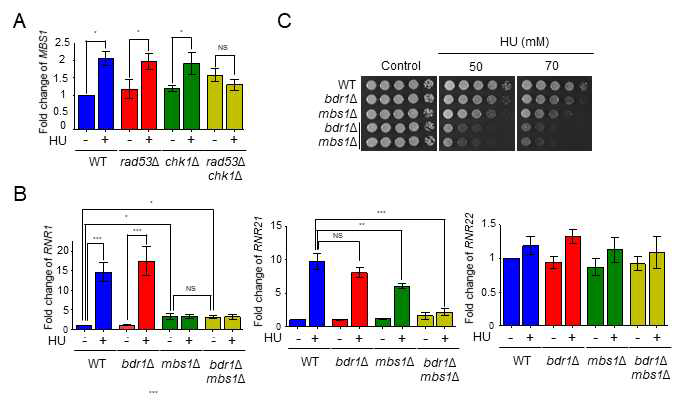 Mbs1 전사조절인자의 RNR 효소 발현 조절
