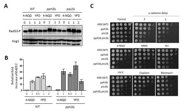 Pph3 및 Ptc2 이중 변이균주의 방사선 및 DNA 손상 스트레스 기능 분석