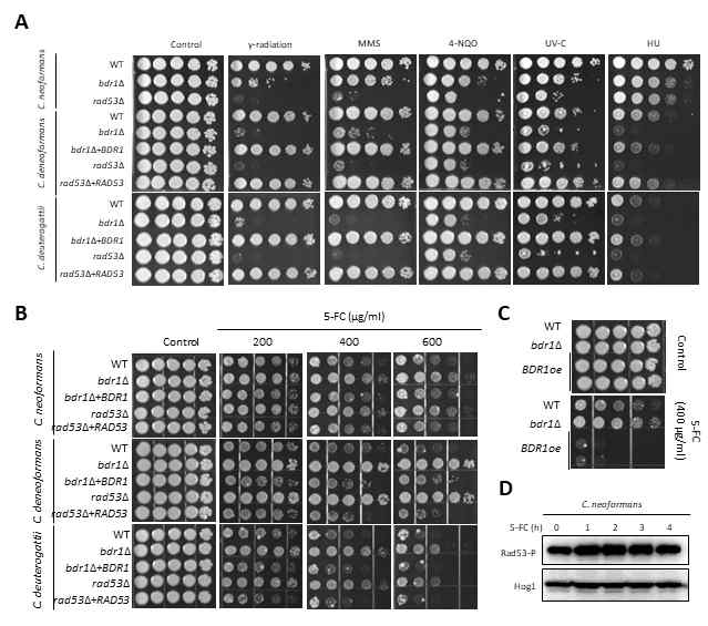 C. deneoformans/C. deuterogatti의 Rad53-Bdr1 신호전달경로의 DNA 손상 스트레스 및 약물 저항성 기능 분석