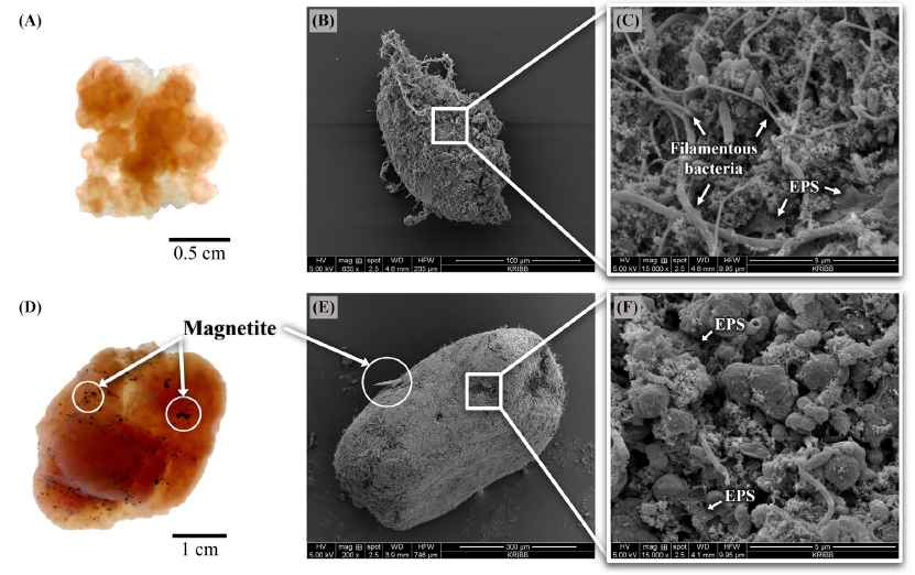 The stereoscopic images (A, D) and SEM images (B, C, E, F) of representative the control anammox granules (A, B, C) and magnetie enriched anammox granules (D, E, F)