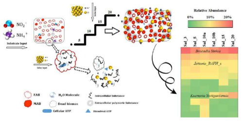 Magnetite enriched anammox granules’saline adaptation mechanism