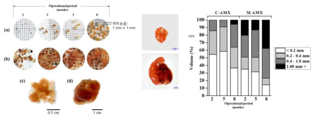 Granular AMX formation profile and size distribution along the operationional period