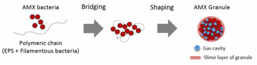 Concept of Anammox granule formation w/o inorganic carrier