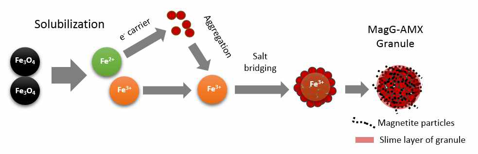 Concept of Anammox granule formation with magnetite carrier